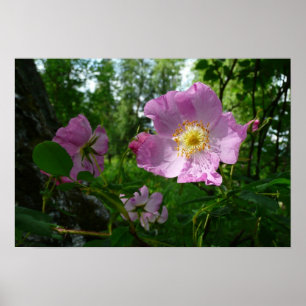 Vild Rosa ros i Alaska Poster