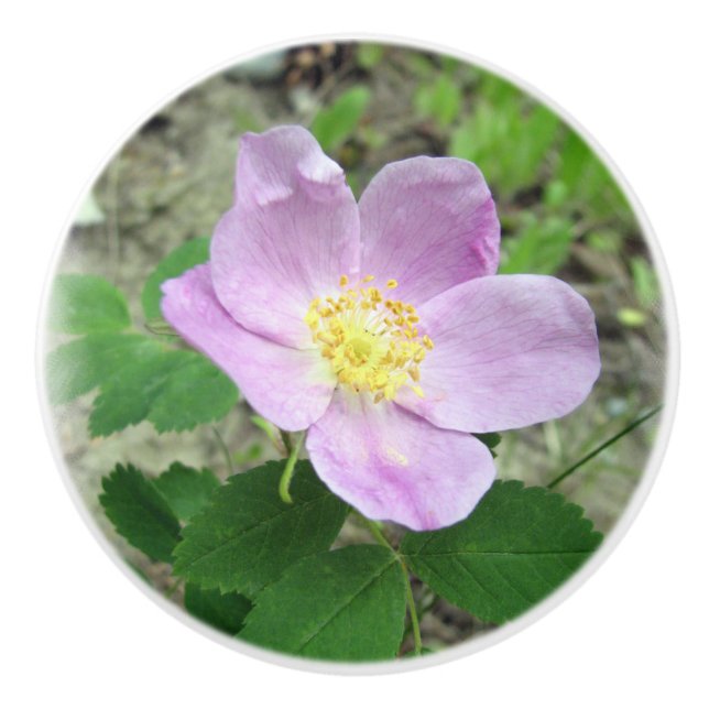 Vild Rosa Ros Keramisk Knopp (Framsidan)