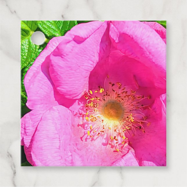 Vild Rosa ros Photo Trust i Lord Bible Verse Gåvor Etiketter (Framsida)