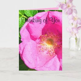 Vild Rosa ros Photo Trust i Lord Bible Verse Kort