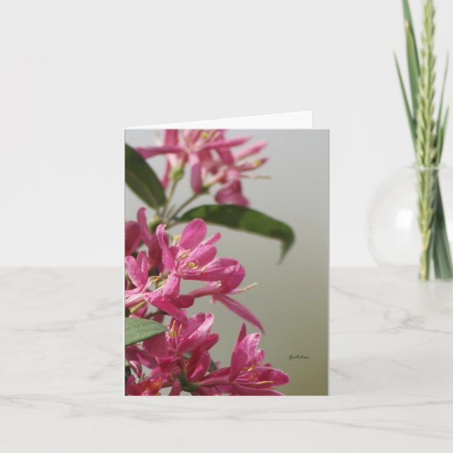 Vild rosa vildkaprifol kort (Framsida)