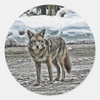 Vild Runt Klistermärke