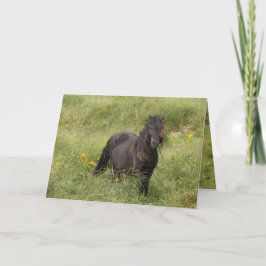 Vild Sable Island Stallion Greeting Card Tack Kort