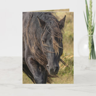 Vild Sable Island Stallions Mane Greeting Cards Tack Kort
