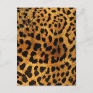 vild Safari animal cheetah girly leopard print Vykort