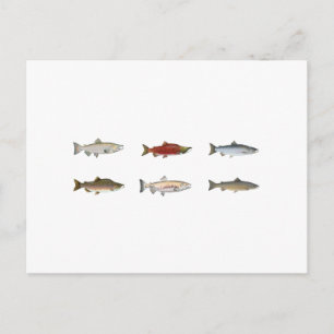Vild Salmon Vykort
