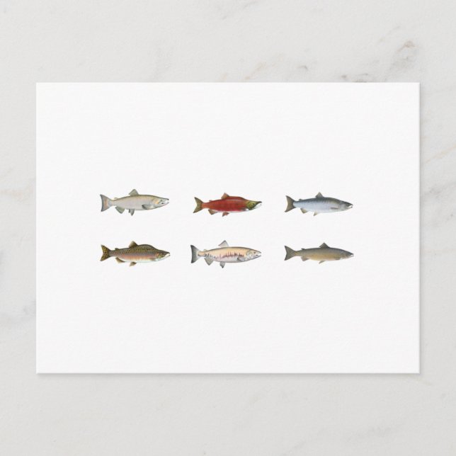 Vild Salmon Vykort (Framsida)