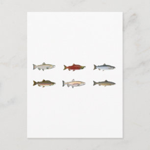 Vild Salmon Vykort