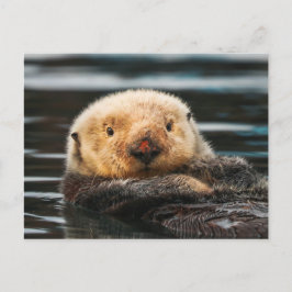 Vild Sea Otter Porträtt vykort