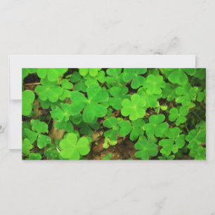 Vild Shamrocks