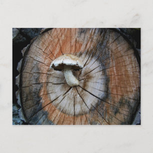 Vild Shiitake Mushroom på logg Vykort