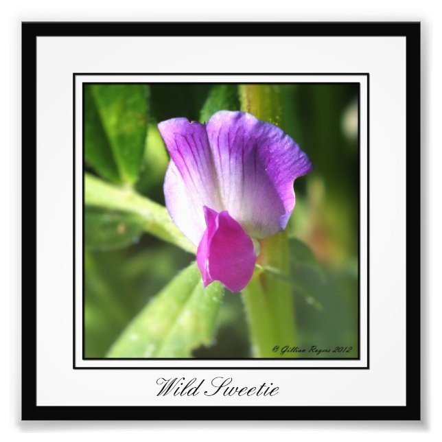 Vild Sötnos Fototryck (Framsidan)