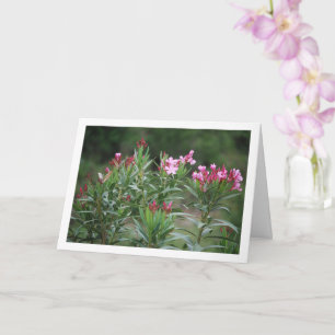 Vild Spanska Nerium Oleander Plant Kort