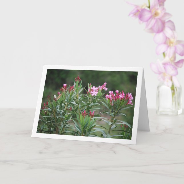 Vild Spanska Nerium Oleander Plant Kort (Orkide)