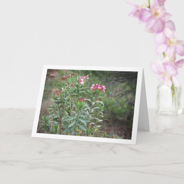 Vild Spanska Nerium Oleander Plant Kort (Orkide)