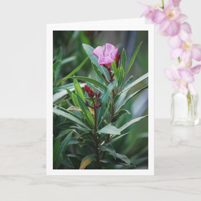 Vild Spanska Nerium Oleander Plant Kort (Orkide)