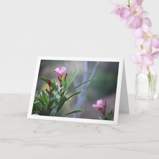 Vild Spanska Nerium Oleander Plant Kort (Orkide)