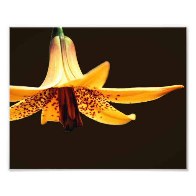 Vild Spoted Canadian Lily Flower 8x10 Fototryck (Framsidan)