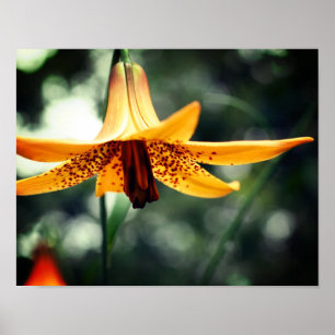 Vild Spoted Canadian Lily Flower Poster