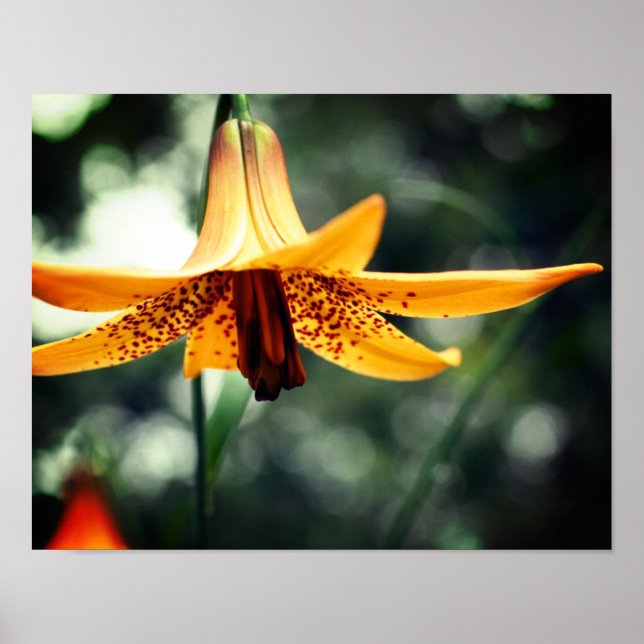 Vild Spoted Canadian Lily Flower Poster (Framsidan)