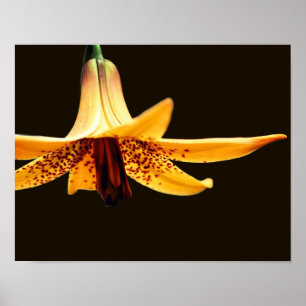 Vild Spoted Canadian Lily Flower Poster
