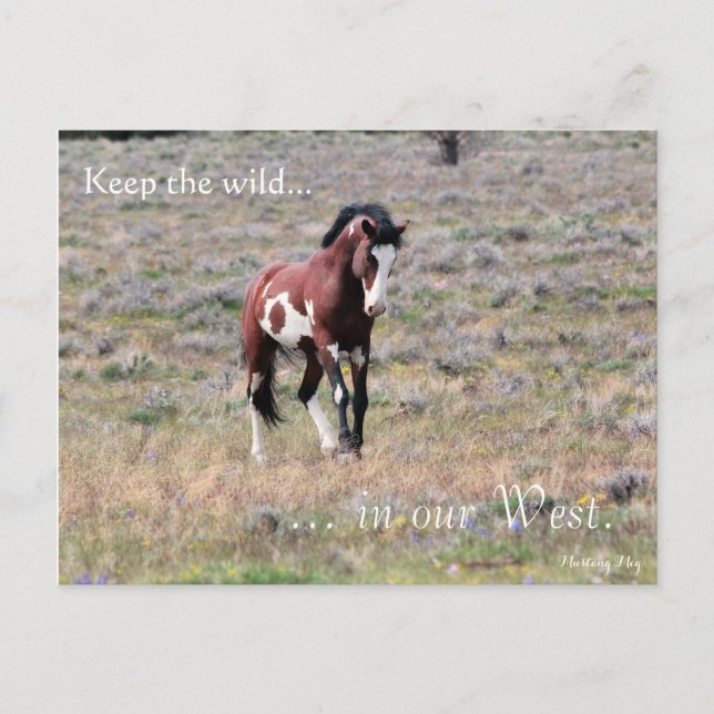 Vild Stallion, föradresserad: Sek över Insida Vykort (Framsida)