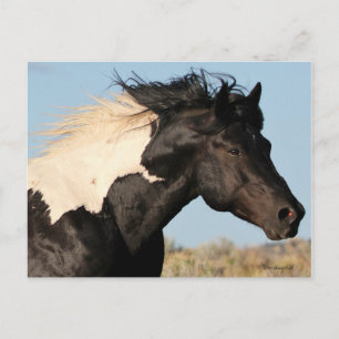 Vild Stallion-vykort Vykort