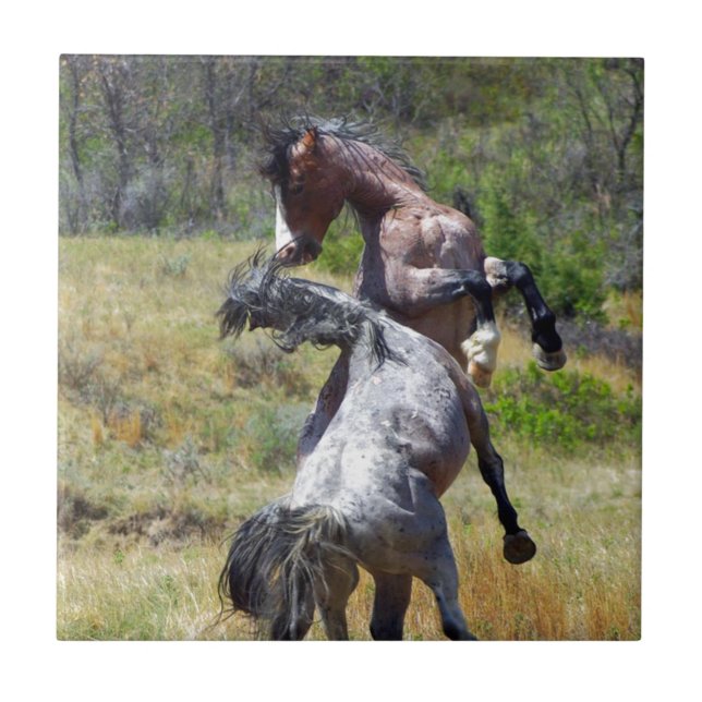 Vild Stallions Fighting Theodore Roosevelt NP Kakelplatta (Framsidan)