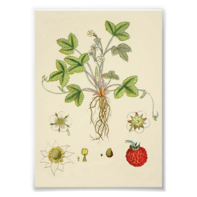 Vild Strawberry Plant Botany Fototryck (Framsidan)