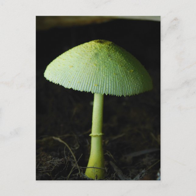 Vild Svamp Foto Vykort (Framsida)