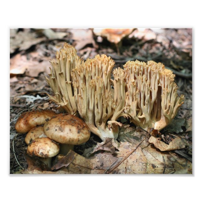 Vild Svampar 10x8 Natur Fototryck (Framsidan)