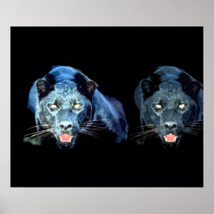 Vild svart Jaguar-katt Ögon Blå toner Affisch