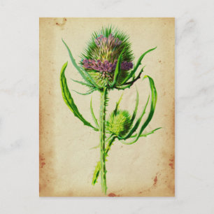 Vild Teasel - Dipsacus sylvestris Vykort