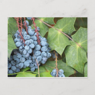 Vild Texas Grapes Vykort