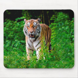 Vild Tiger i Jungle Musmatta
