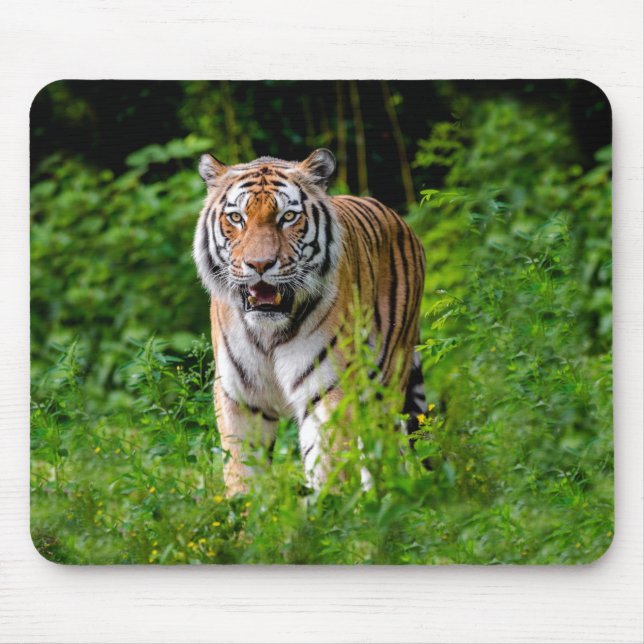 Vild Tiger i Jungle Musmatta (Framsidan)