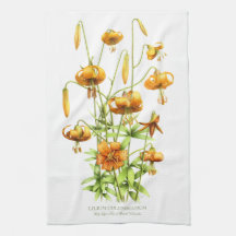 Vild Tiger Lilies