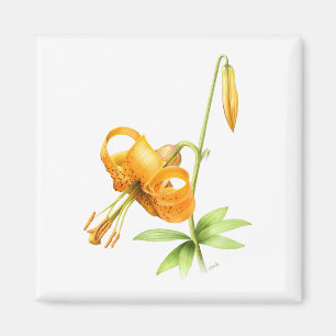 Vild Tiger Lily Magnet