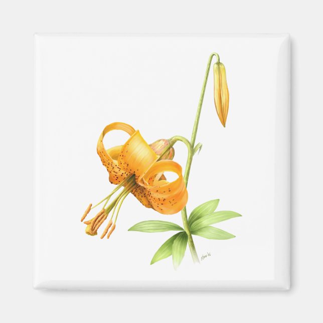 Vild Tiger Lily Magnet (Framsidan)