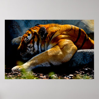 Vild Tiger Poster
