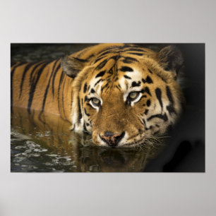 Vild Tiger Safari Jungle Artwork Photo Poster