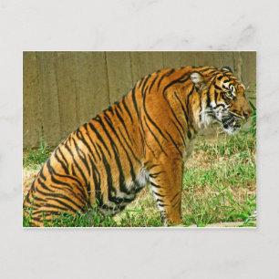 Vild Tiger Vykort