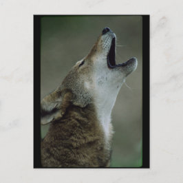 Vild Timber Varg Howling Vykort