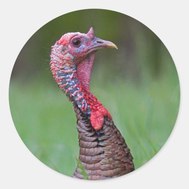 Vild Tom Runt Klistermärke (Framsida)