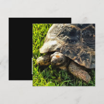 Vild Tortoise in Grass Meadow Wildlife Art