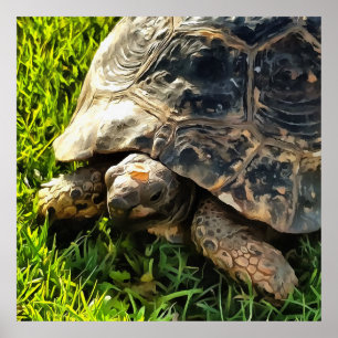 Vild Tortoise in Grass Meadow Wildlife Art Poster