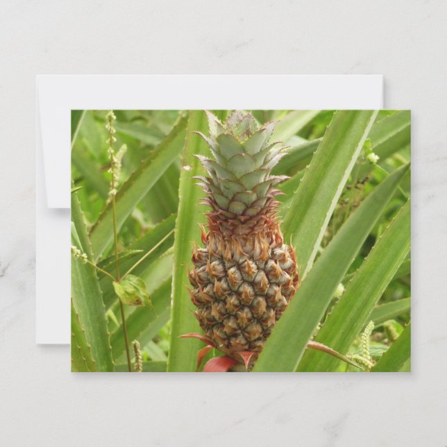 Vild Tropiska frukter av ananas (Framsida)