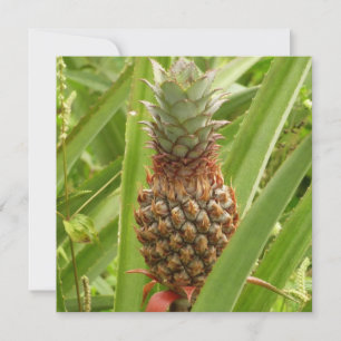 Vild Tropiska frukter av ananas