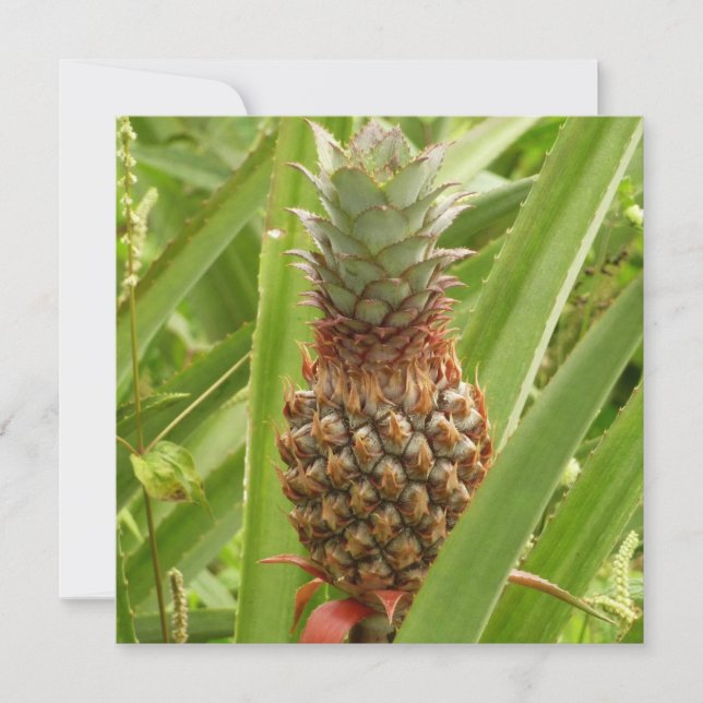 Vild Tropiska frukter av ananas (Framsida)