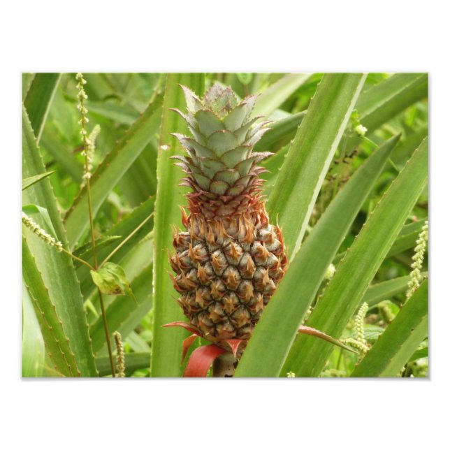 Vild Tropiska frukter av ananas Fototryck (Framsidan)